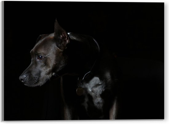WallClassics - Acrylglas - Zwarte Hond met Donkere Achtergrond - 40x30 cm Foto op Acrylglas (Met Ophangsysteem)