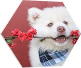 WallClassics - PVC Schuimplaat Hexagon  - Witte Hond met Bloementak - 60x52.2 cm Foto op Hexagon (Met Ophangsysteem)