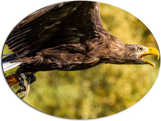 WallClassics - Dibond Ovaal - Vliegende Roofvogel - 68x51 cm Foto op Ovaal (Met Ophangsysteem)