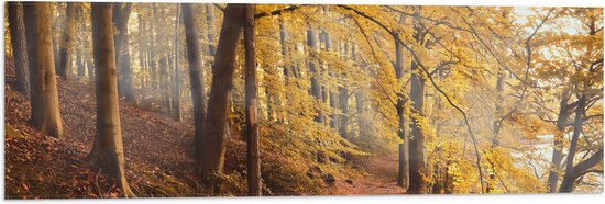 WallClassics - Drapeau - Rayons de soleil entre forêt d'automne - Photo 90x30 cm sur drapeau en polyester