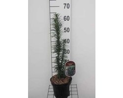 Cephalotaxus harringtonia 'Fastigiata' - Knoptaxus, Pruimtaxus 30 - 40 cm in pot
