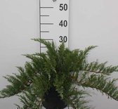 Juniperus sabina 'Tamariscifolia' - Sabijnse jeneverbes, Zevenboom 25 - 30 cm in pot