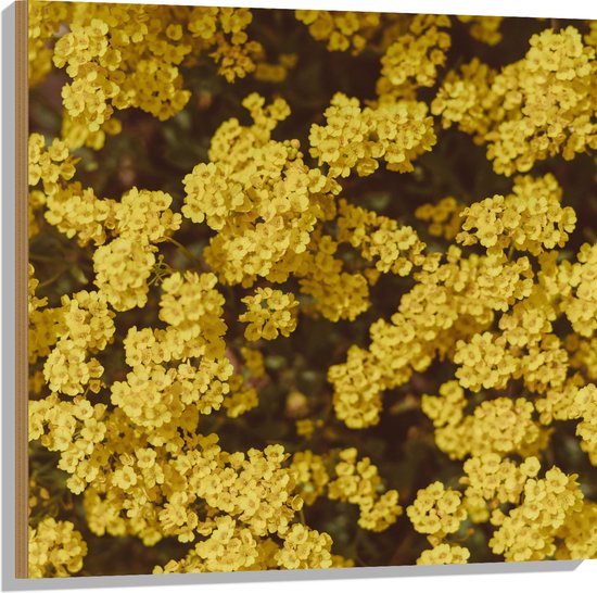 WallClassics - Hout - Gele Bloemen - 80x80 cm - 12 mm dik - Foto op Hout (Met Ophangsysteem)