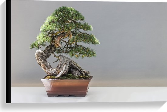 WallClassics - Toile - Photo d'un bonsaï - 60x40 cm Photo sur toile (Décoration murale sur toile)