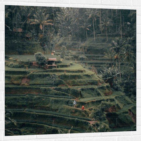 WallClassics - Muursticker - Landbouwvelden in Bali - 100x100 cm Foto op Muursticker