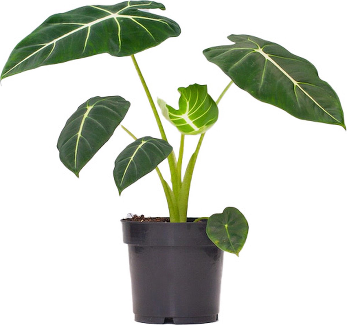PLNTS Alocasia Frydek (Olifantsoor) Kamerplant Kweekpot 14 cm Hoogte 25 cm