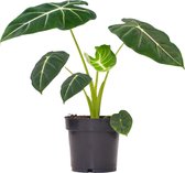 PLNTS - Alocasia Frydek (Olifantsoor) - Kamerplant - Kweekpot 12 cm - Hoogte 30 cm