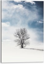 WallClassics - Dibond - Kale Eenzame Boom in Sneeuwlandschap - 40x60 cm Foto op Aluminium (Met Ophangsysteem)