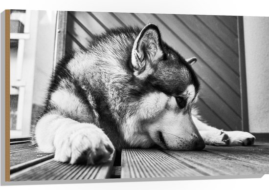 WallClassics - Hout - Alaska Malamute Hond Zwart - Wit - 105x70 cm - 12 mm dik - Foto op Hout (Met Ophangsysteem)