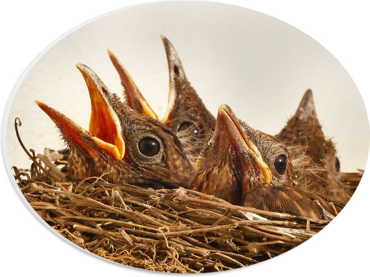PVC Schuimplaat Ovaal - Baby Vogeltjes in een Nest - 28x21 cm Foto op Ovaal (Met Ophangsysteem)