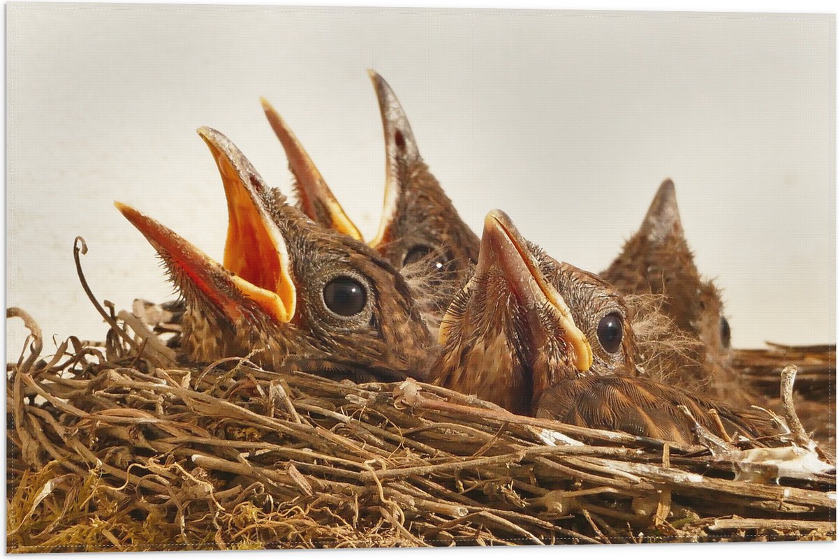 Vlag - Baby Vogeltjes in een Nest - 60x40 cm Foto op Polyester Vlag