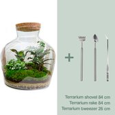 Terrarium - Fat Joe - ↑ 30 cm - Ecosysteem plant - Kamerplanten - DIY planten terrarium - Mini ecosysteem + Hark + Schep + Pincet