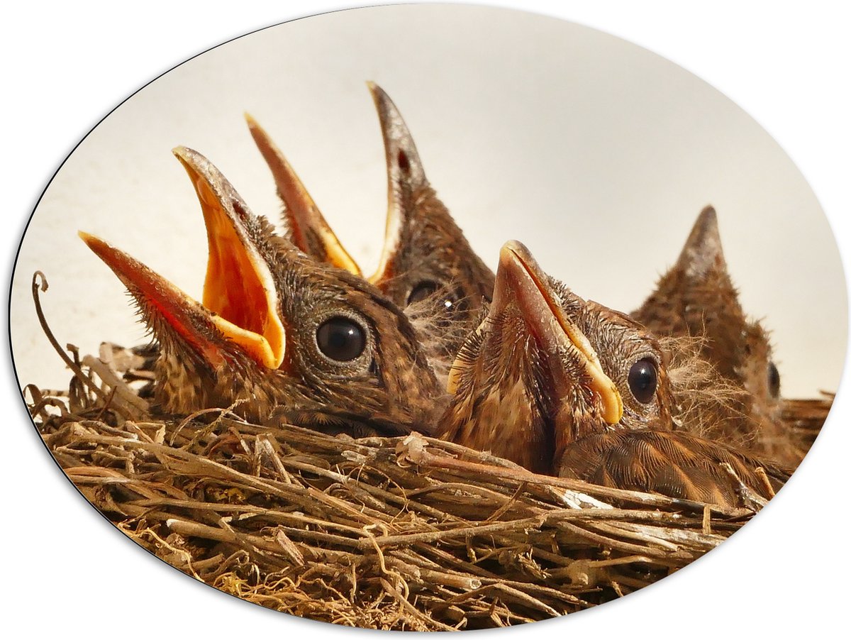 Dibond Ovaal - Baby Vogeltjes in een Nest - 96x72 cm Foto op Ovaal (Met Ophangsysteem)