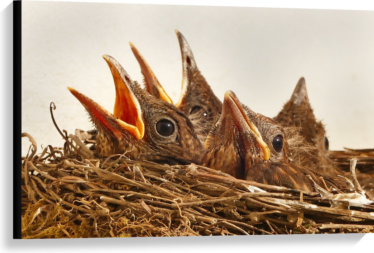 Canvas - Baby Vogeltjes in een Nest - 90x60 cm Foto op Canvas Schilderij (Wanddecoratie op Canvas)