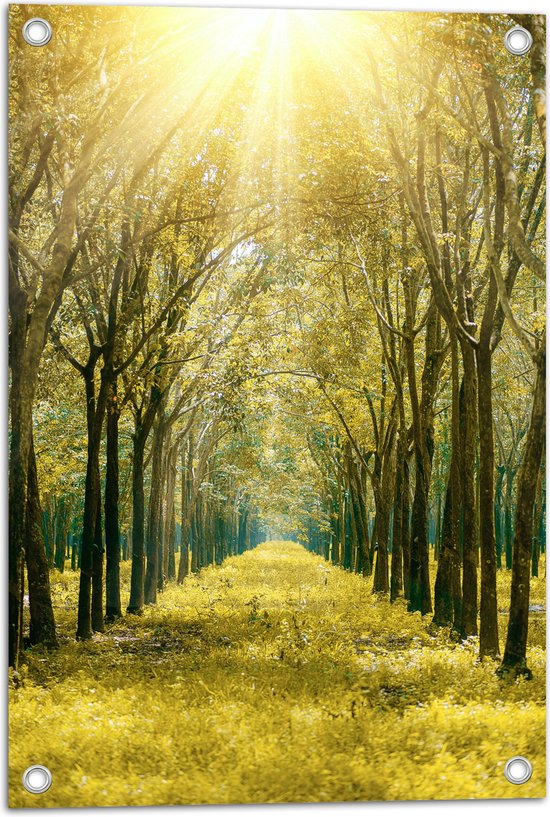 WallClassics - Poster de Jardin - Rayons de Soleil Lumineux sur Chemin Forestier - 40x60 cm Photo sur Poster de Jardin (décoration murale pour l'extérieur et l'intérieur)