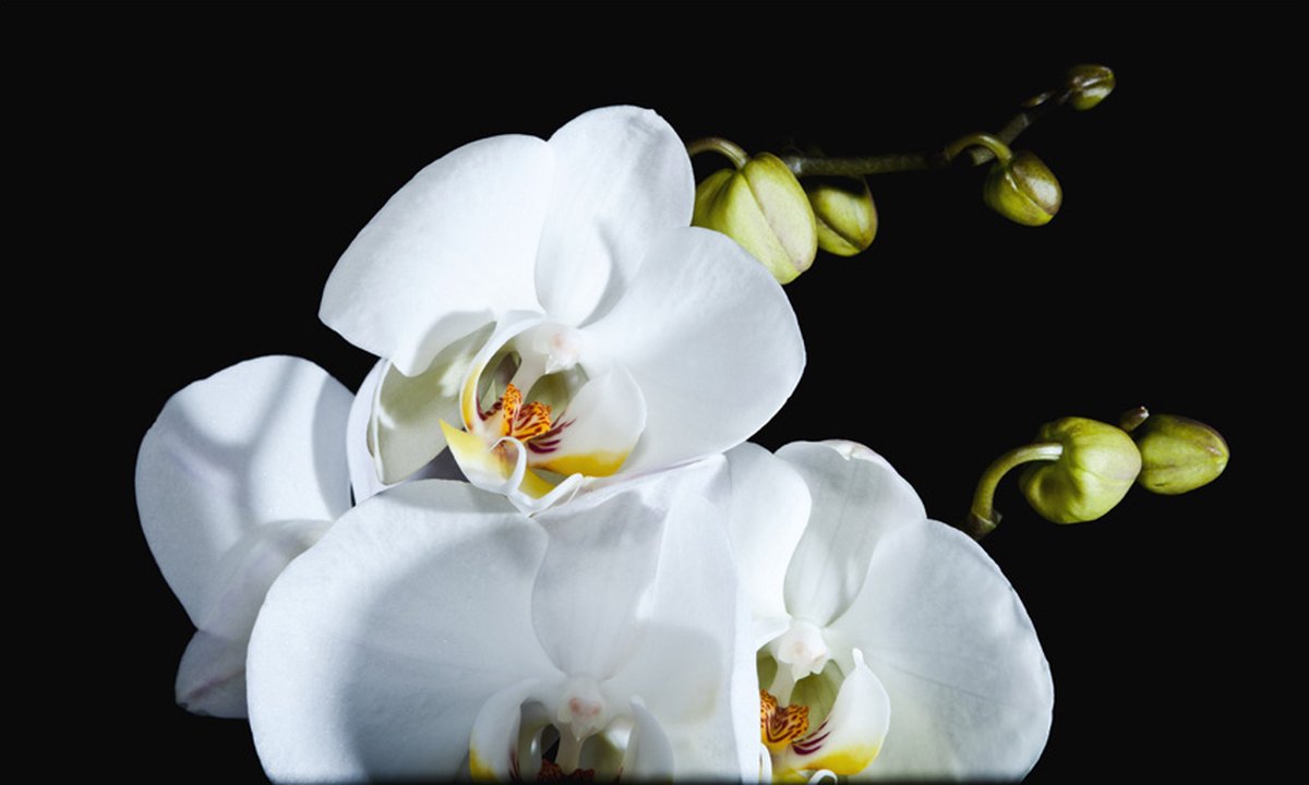 Fotobehang - Phalaenopsis.
