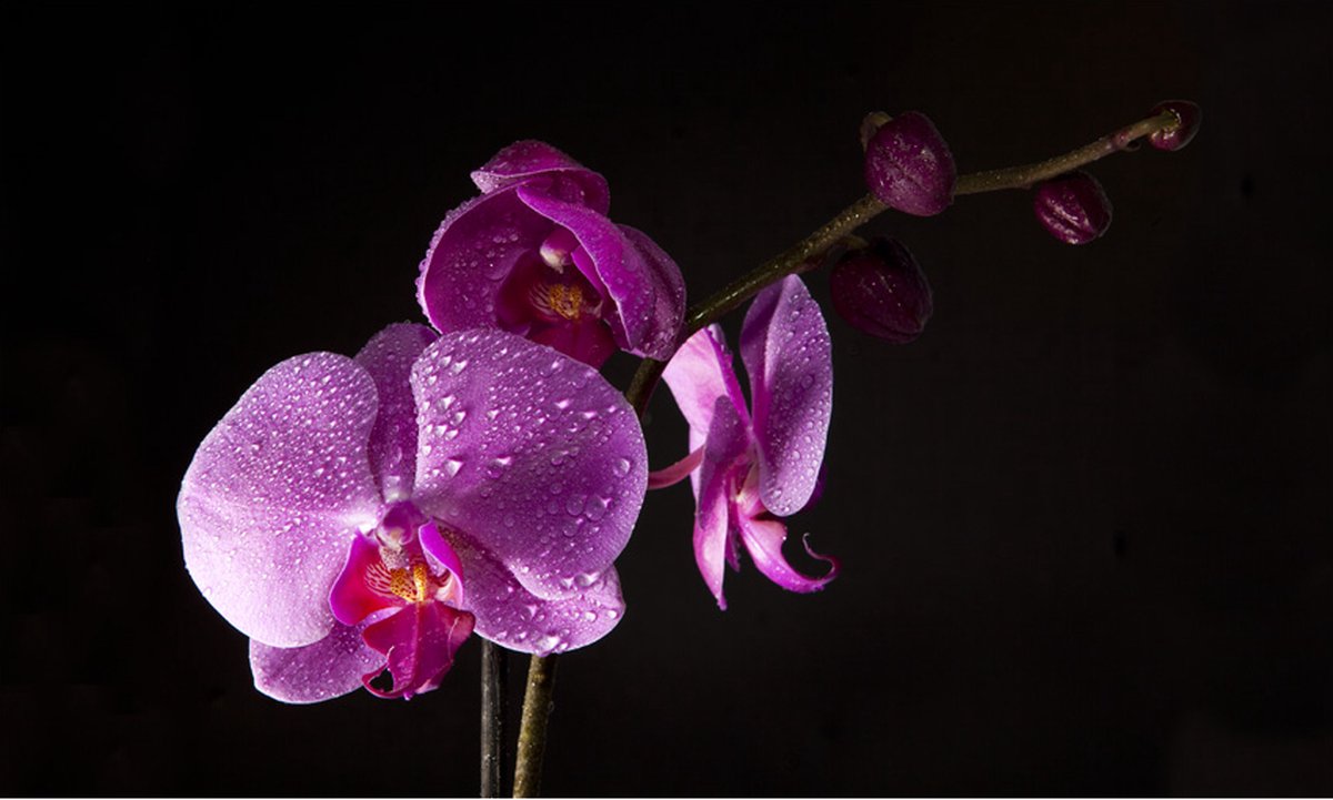 Fotobehang - Stylish Orchis.
