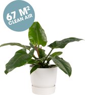 Ogreen Titan - Luchtzuiverend  - Plant - Kamerplant - Cadeau - Giftbox - Geschenk - Gift - Philodendron Imperial Green