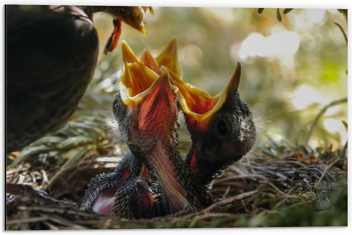 Dibond - Baby Vogeltjes Krijgen Eten - 60x40 cm Foto op Aluminium (Wanddecoratie van metaal)