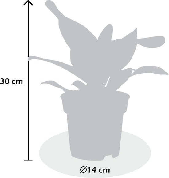 Kamerplant Van Botanicly Banyanboom Hoogte 35 Cm Ficus Benghalensis Audrey 7181