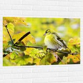 WallClassics - Muursticker - Geel Vogeltje op een Tak - 105x70 cm Foto op Muursticker