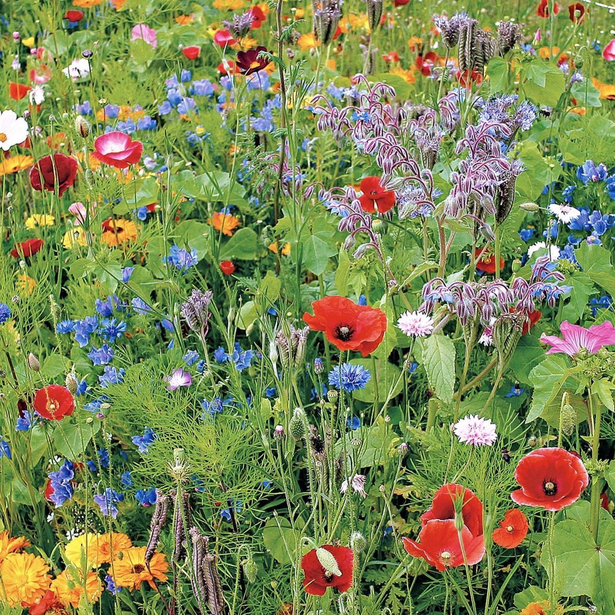 Buzzy Gemengde Wilde Bloemen Zaden Voor Zeker 25m2 - Gemengde Bloemen