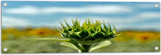 WallClassics - Tuinposter – Groeiende Groene Zonnebloem - 90x30 cm Foto op Tuinposter  (wanddecoratie voor buiten en binnen)