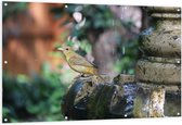 WallClassics - Tuinposter – Gele Tangare Vogel bij een Fontein - 150x100 cm Foto op Tuinposter  (wanddecoratie voor buiten en binnen)
