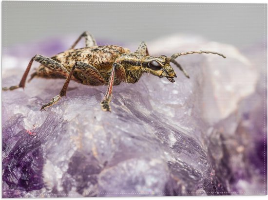 WallClassics - Vlag - Insect op een Paars Kristal - 40x30 cm Foto op Polyester Vlag