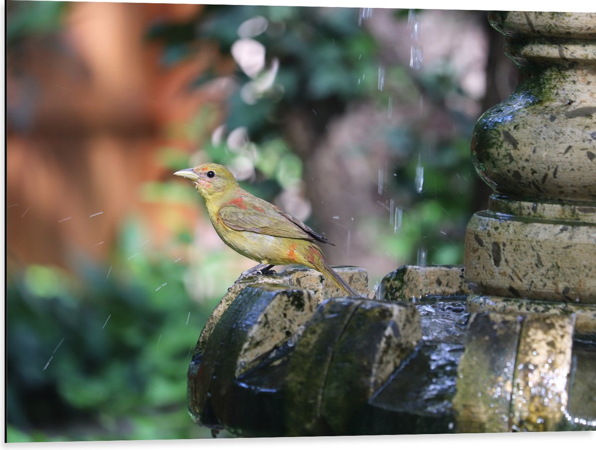 Dibond - Gele Tangare Vogel bij een Fontein - 80x60 cm Foto op Aluminium (Wanddecoratie va
