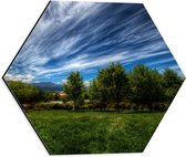 WallClassics - Dibond Hexagon - Landschap van Gras en Bomen - 40x34.8 cm Foto op Hexagon (Met Ophangsysteem)