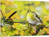 WallClassics - Drapeau - Oiseau Jaune sur Branche - 100x75 cm Photo sur Drapeau Polyester