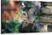WallClassics - Canvas  - Gele Tangare Vogel bij een Fontein - 150x100 cm Foto op Canvas Schilderij (Wanddecoratie op Canvas)