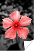 Affiche Fleurs - Rouge - Zwart - Wit - 80x120 cm