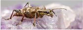 WallClassics - Poster (Mat) - Insect op een Paars Kristal - 90x30 cm Foto op Posterpapier met een Matte look