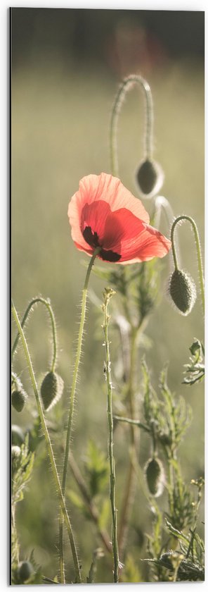 WallClassics - Dibond - Rode Eenzame Bloem in Groen Landschap - 30x90 cm Foto op Aluminium (Met Ophangsysteem)
