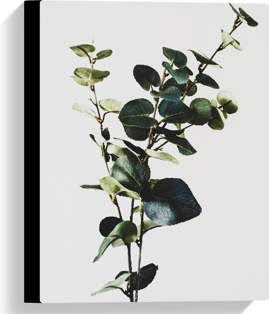 WallClassics - Canvas  - Groene Smalle Plant tegen Witte Achtergrond - 30x40 cm Foto op Canvas Schilderij (Wanddecoratie op Canvas)