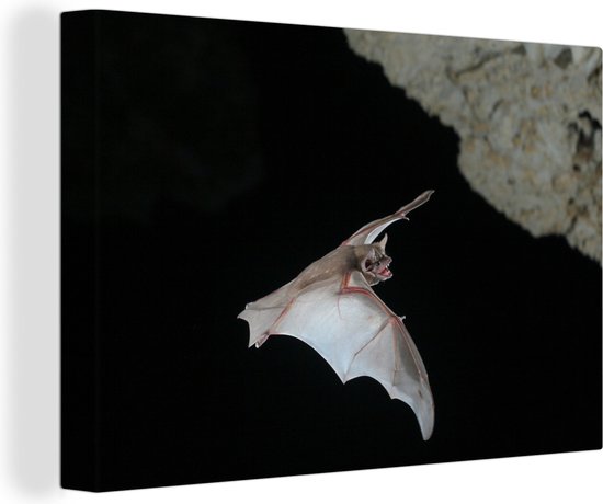 Vleermuis in grot Canvas 180x120 cm - Foto print op Canvas schilderij (Wanddecoratie)