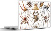 Laptop sticker - 14 inch - Retro - Spin - Ernst Haeckel - Spinnen - 32x5x23x5cm - Laptopstickers - Laptop skin - Cover