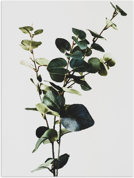 WallClassics - Poster (mat) - Plante verte étroite sur fond Witte - 75 x 100 cm Photo sur papier poster avec un aspect mat