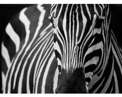 Fotobehang - Wit met zwarte strepen.