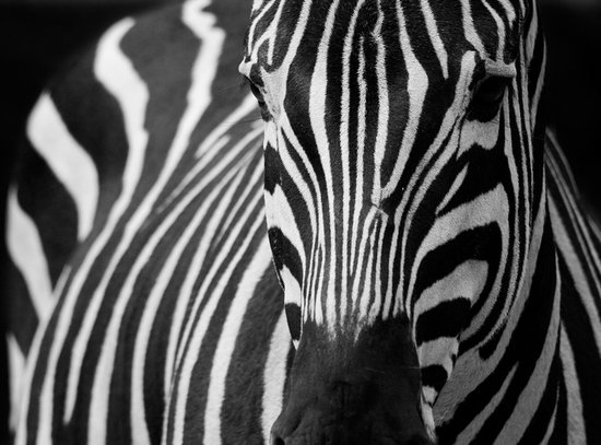 Fotobehang - Wit met zwarte strepen.