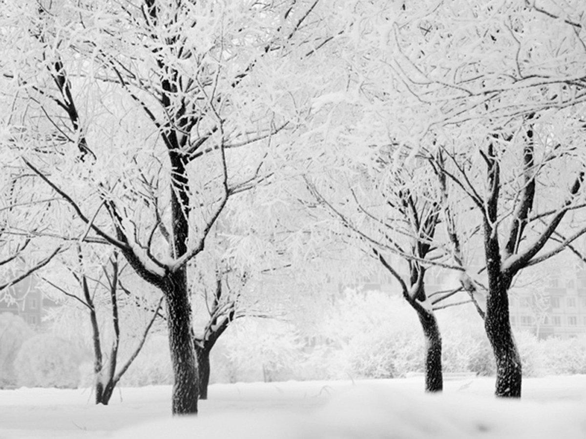 Fotobehang - Bomen - winterlandschap.