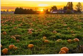 WallClassics - Plaque de Mousse PVC - Soleil Couchant au Champ de Citrouilles - 120x80 cm Photo sur Plaque de Mousse PVC (Avec Système d'accrochage)