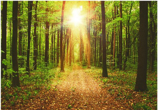 Fotobehangkoning - Behang - Vliesbehang - Fotobehang Zon in het Bos - Mirror of Nature  - 200 x 140 cm
