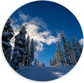 WallClassics - PVC Schuimplaat Muurcirkel - Hoge Smalle Bomen in de Sneeuw met Zon - 70x70 cm Foto op Muurcirkel (met ophangsysteem)