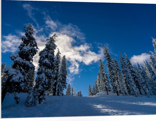 WallClassics - PVC Schuimplaat- Hoge Smalle Bomen in de Sneeuw met Zon - 100x75 cm Foto op PVC Schuimplaat