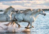 Fotobehangkoning - Behang - Vliesbehang - Fotobehang Witte Paarden - Wild Race - 200 x 140 cm