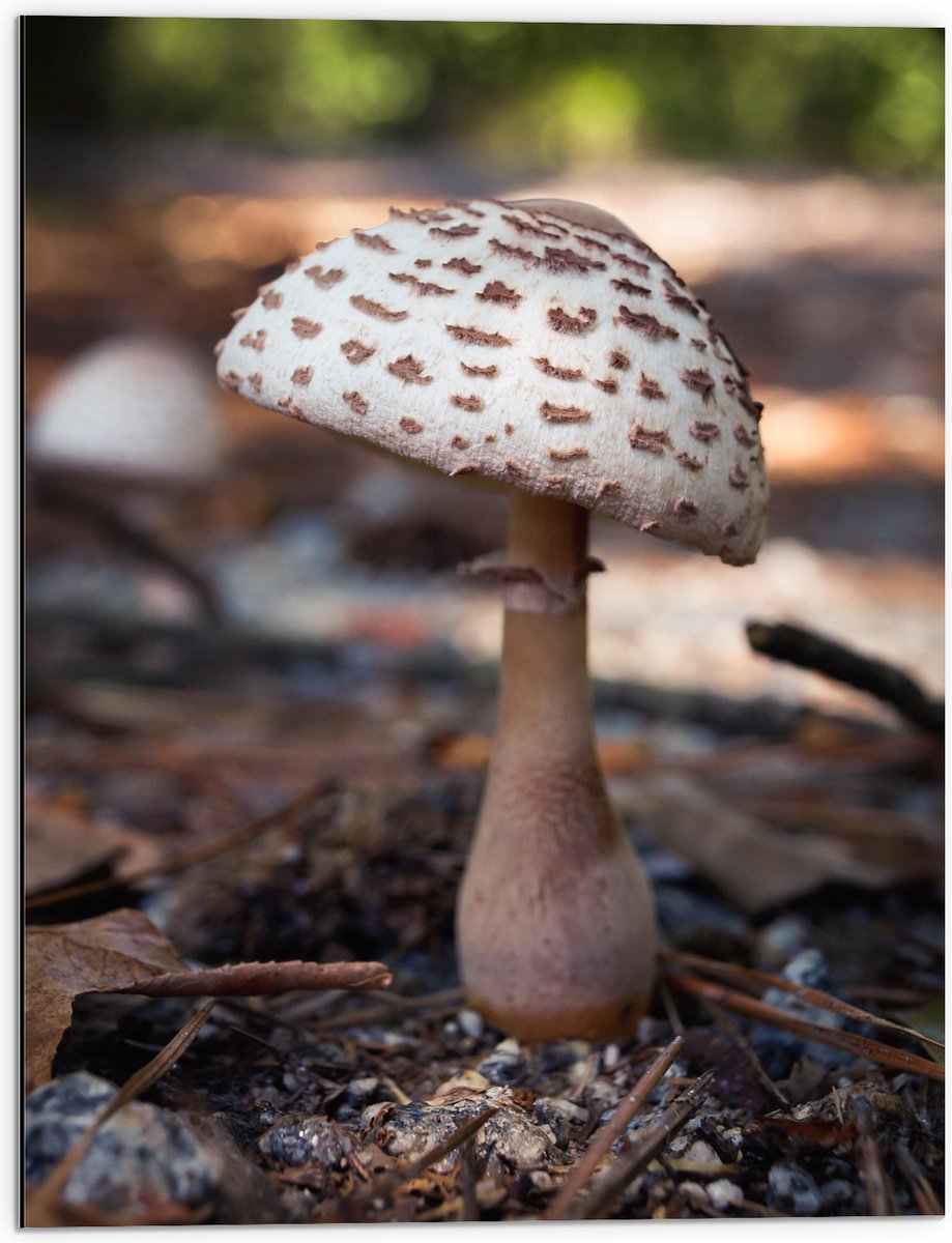 Dibond - Knolparasolzwam Paddenstoel in Bos - 60x80 cm Foto op Aluminium (Wanddecoratie va