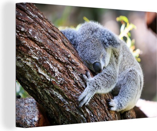 Slapende koala Canvas 30x20 cm - Foto print op Canvas schilderij (Wanddecoratie)